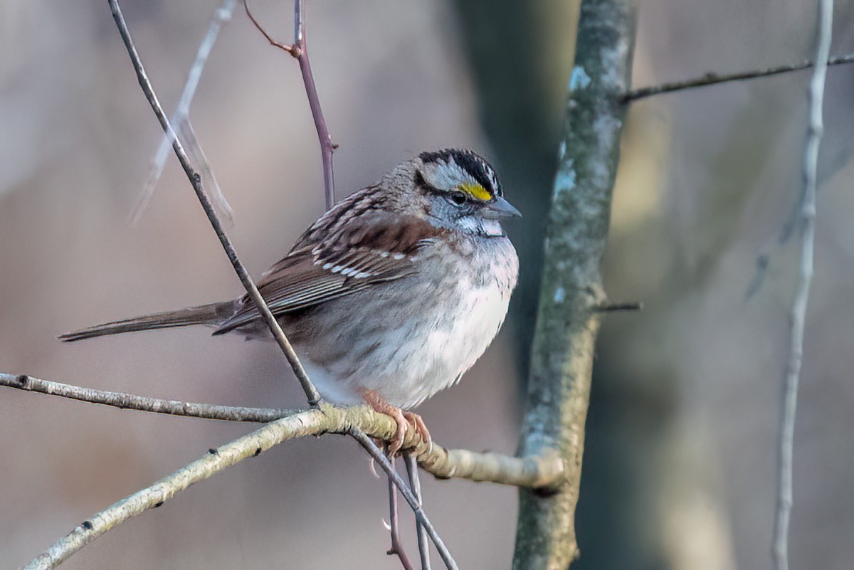 Бруант білогорлий - ML646692042