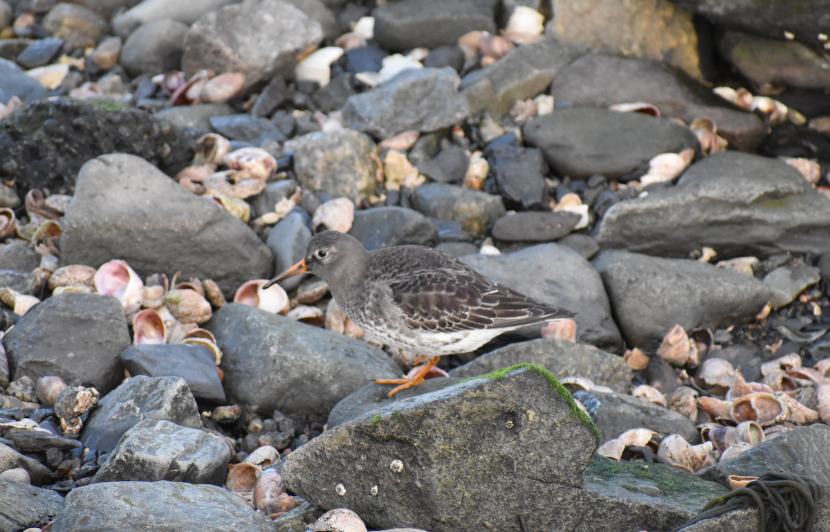 Purple Sandpiper - ML646692043