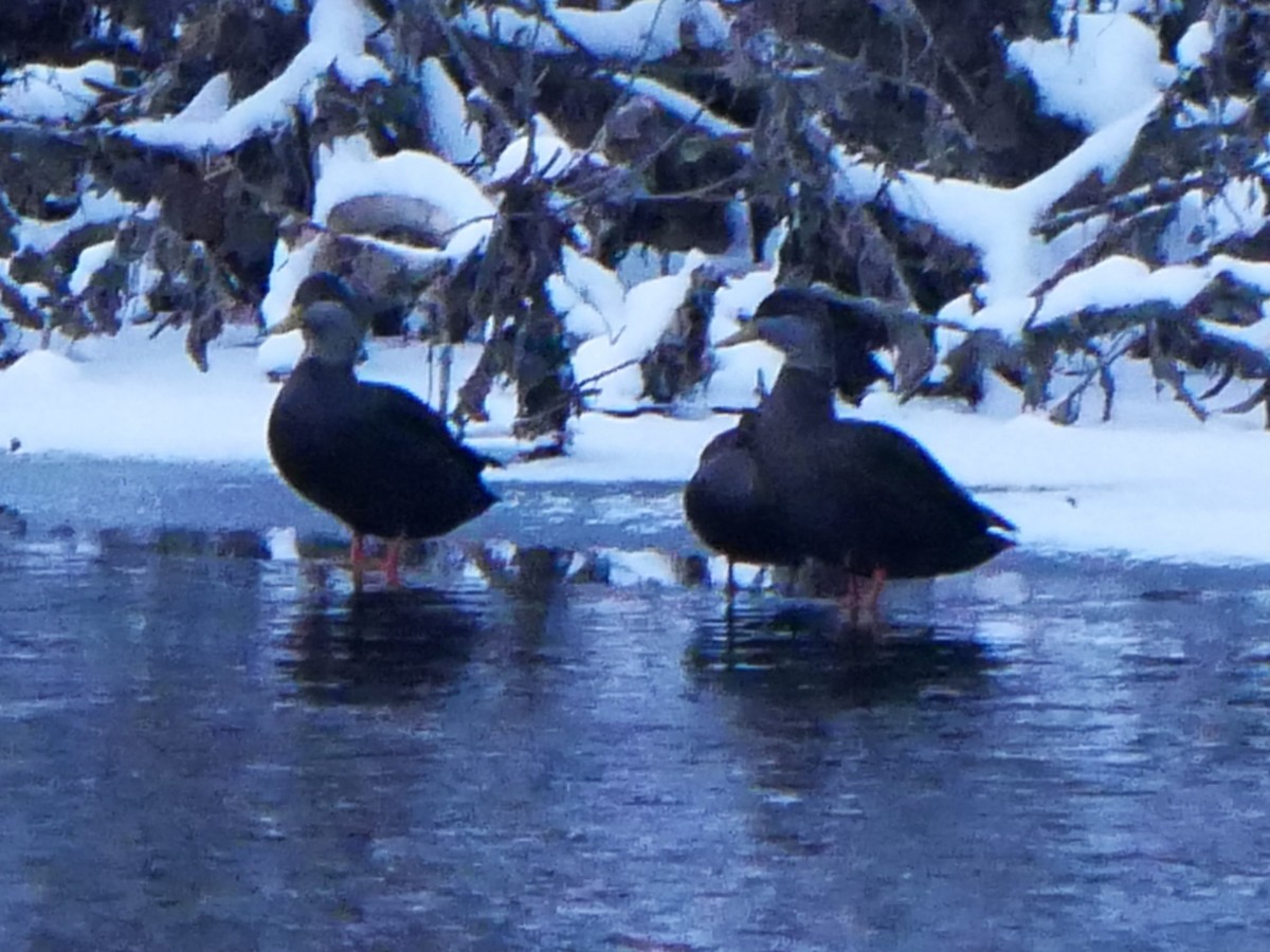 rødfotand - ML646692044