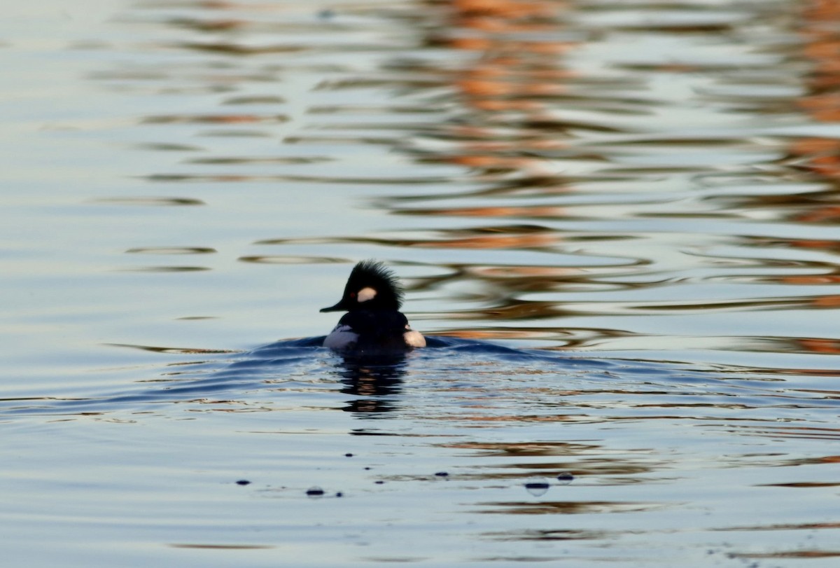 Bufflehead x Hooded Merganser (hybrid) - ML646692046