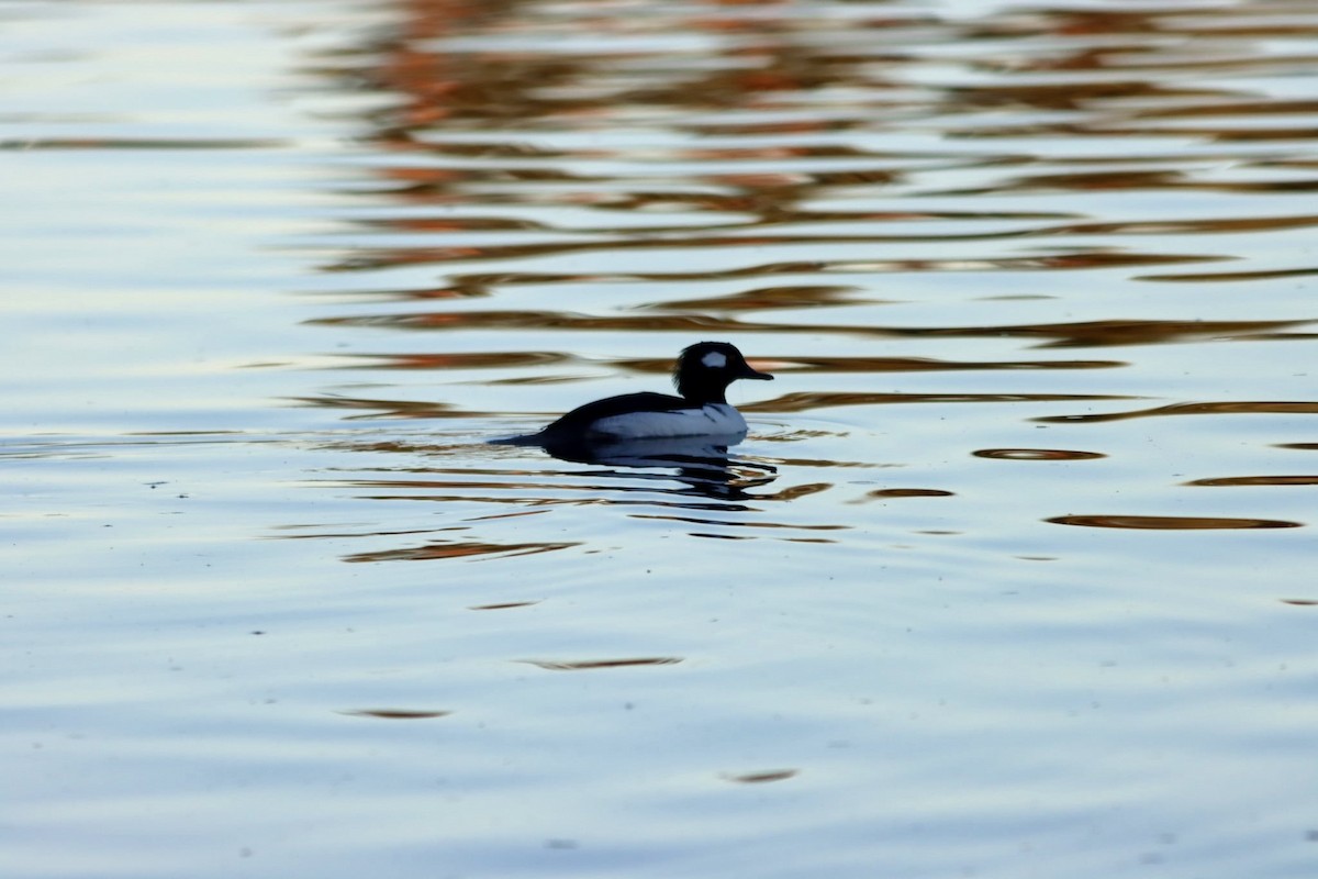 Bufflehead x Hooded Merganser (hybrid) - ML646692047