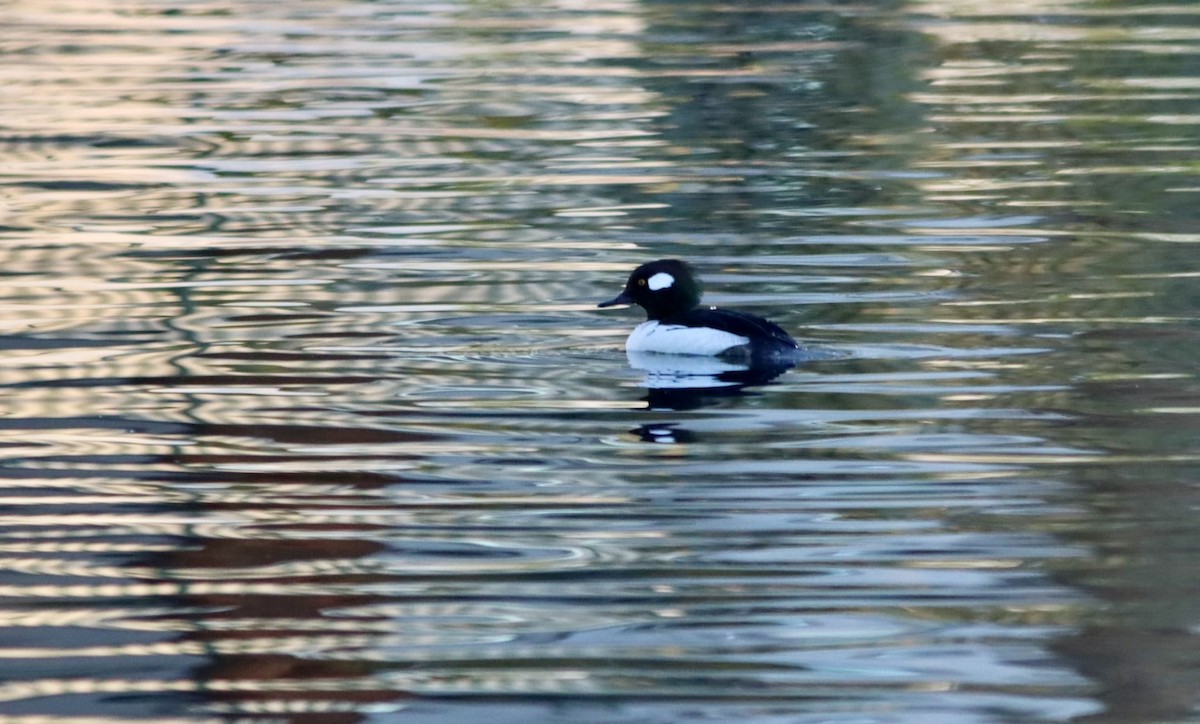 Bufflehead x Hooded Merganser (hybrid) - ML646692048
