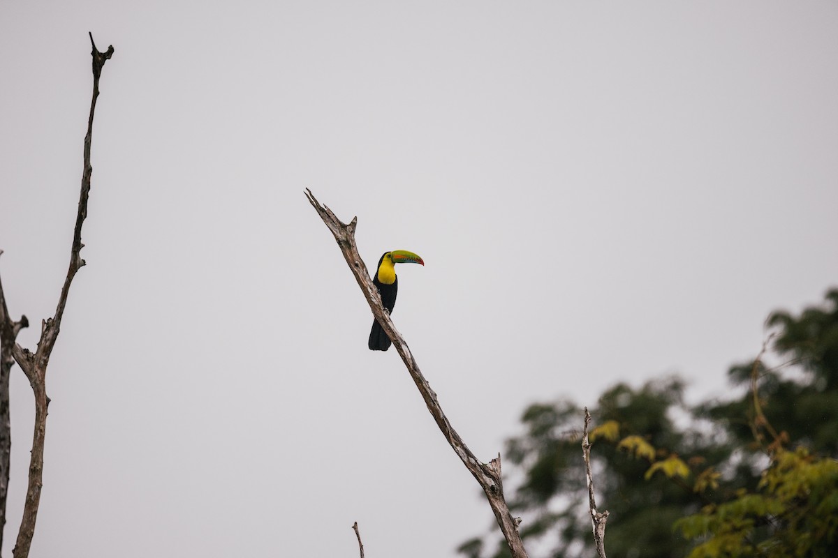 Fischertukan - ML646692050