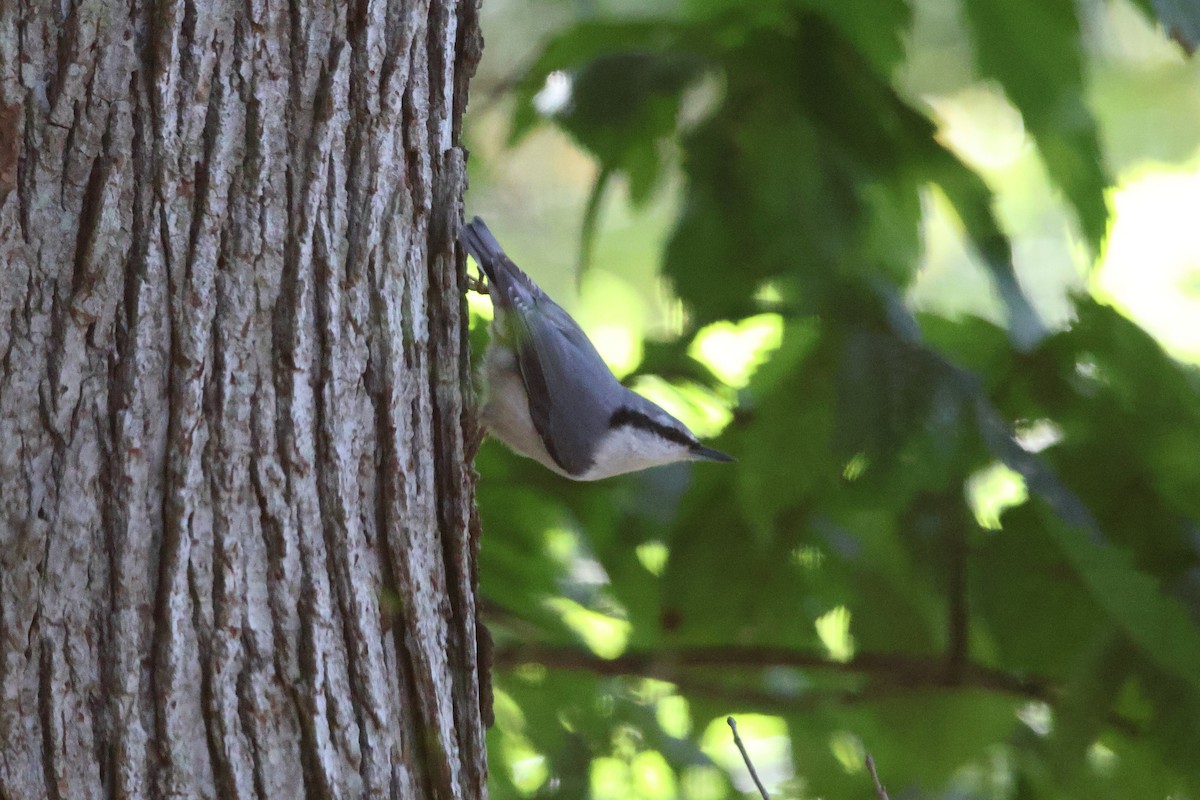 Повзик звичайний - ML646692053