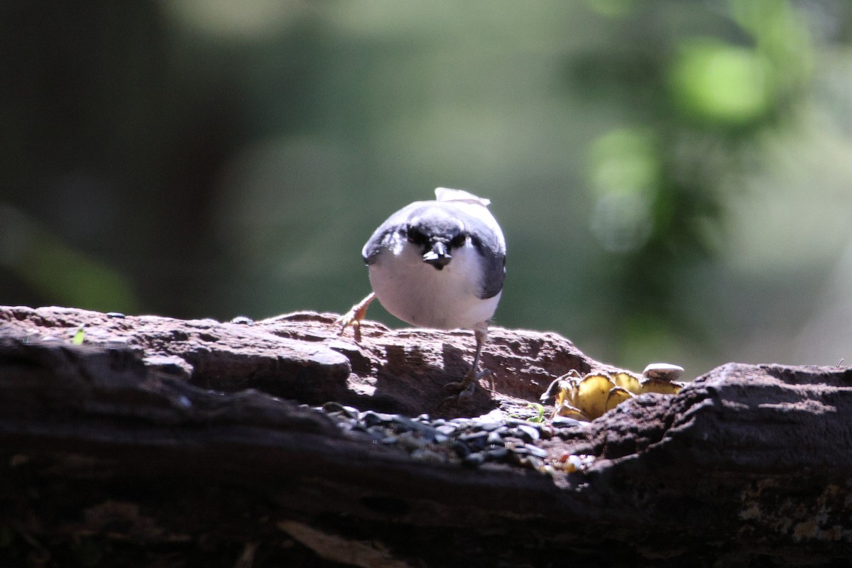 Повзик звичайний - ML646692054