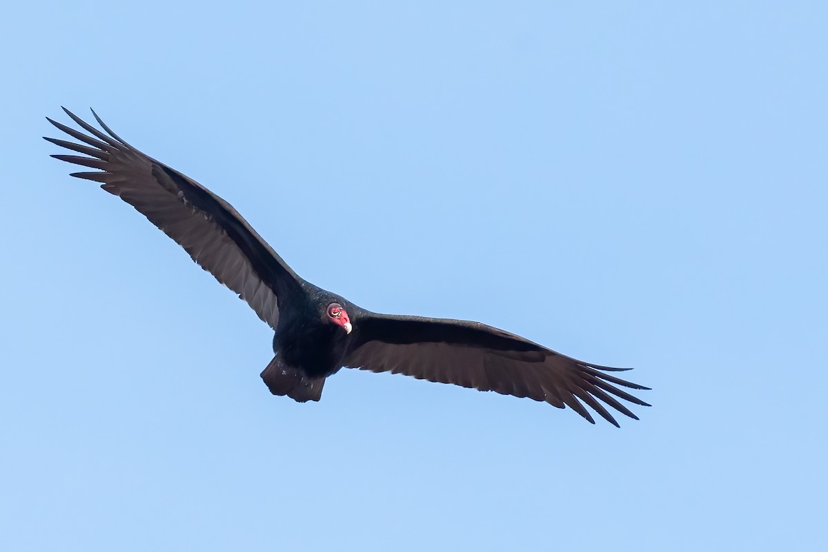 Катарта червоноголова - ML646692061