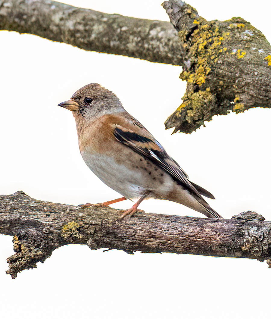 Brambling - ML646692062