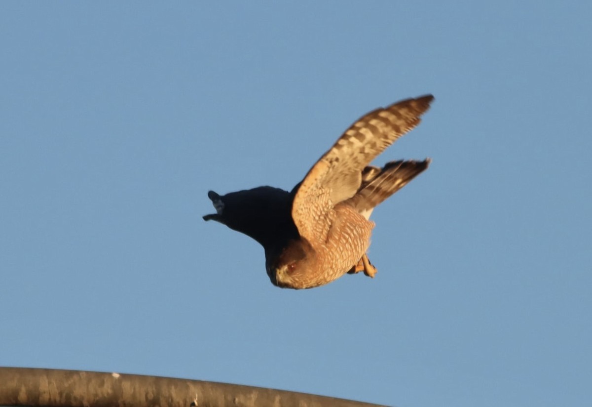 Cooper's Hawk - ML646692063