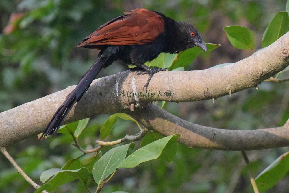 Greater Coucal - ML646692064