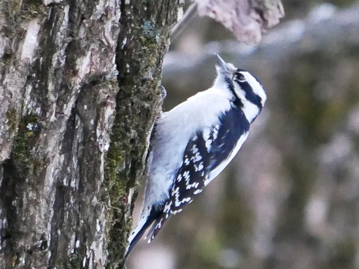 Downy Woodpecker - ML646692069