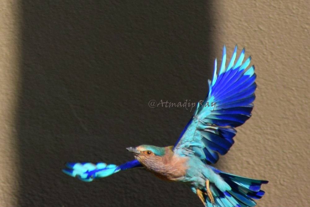 Indian Roller - ML646692070