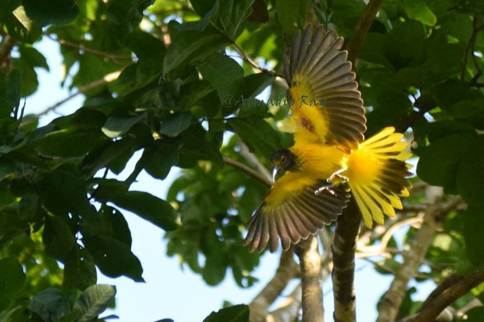 Black-hooded Oriole - ML646692073
