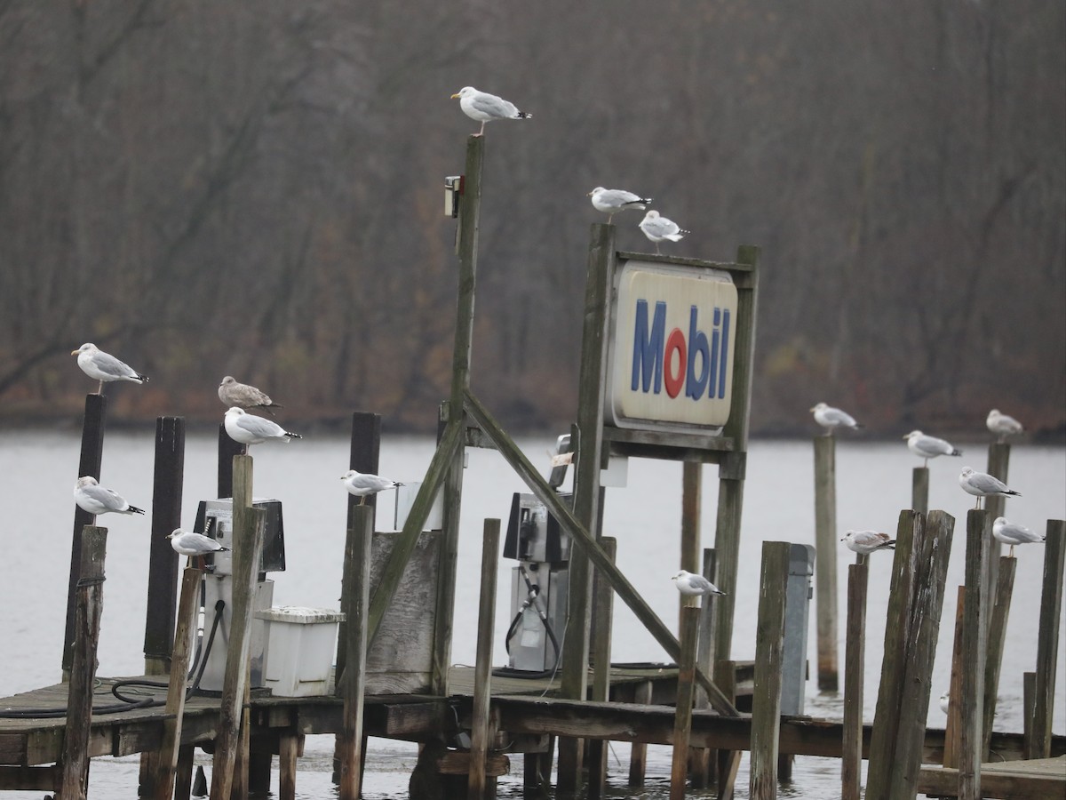 American Herring Gull - ML646692075