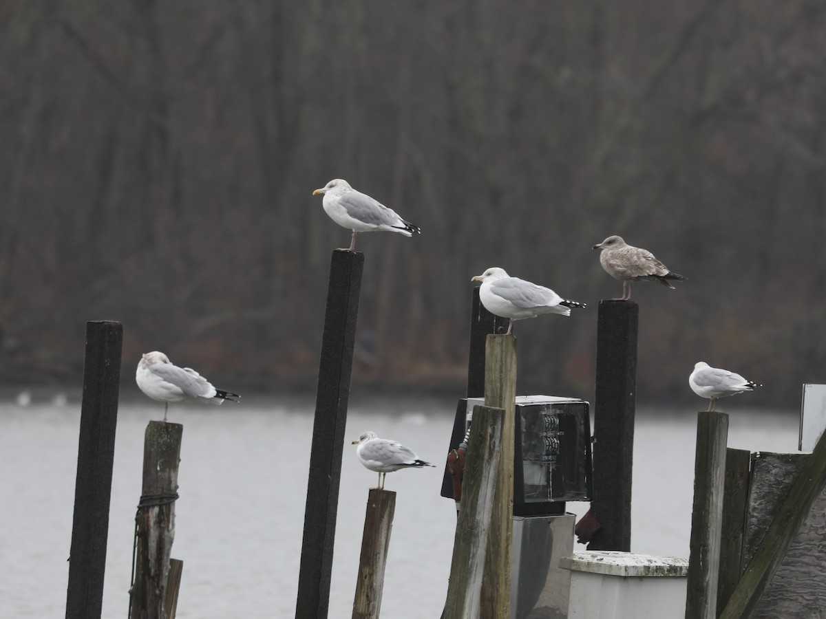 American Herring Gull - ML646692078