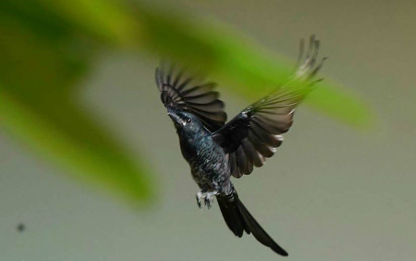 Black Drongo - ML646692079