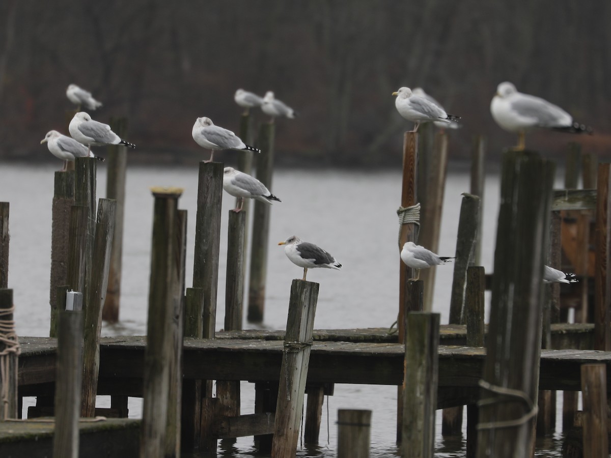 Zafferano - ML646692080