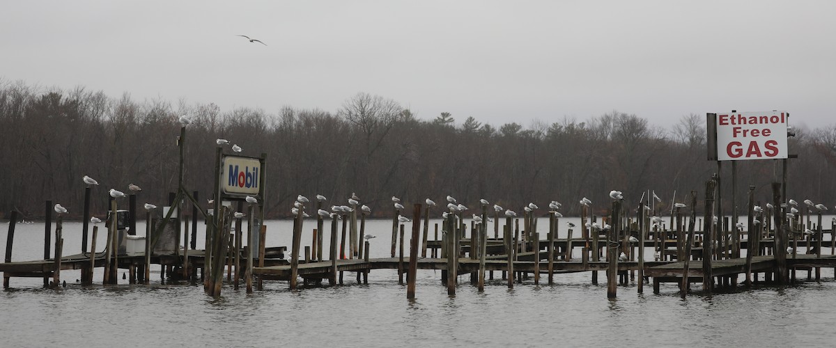 Gavina americana - ML646692083