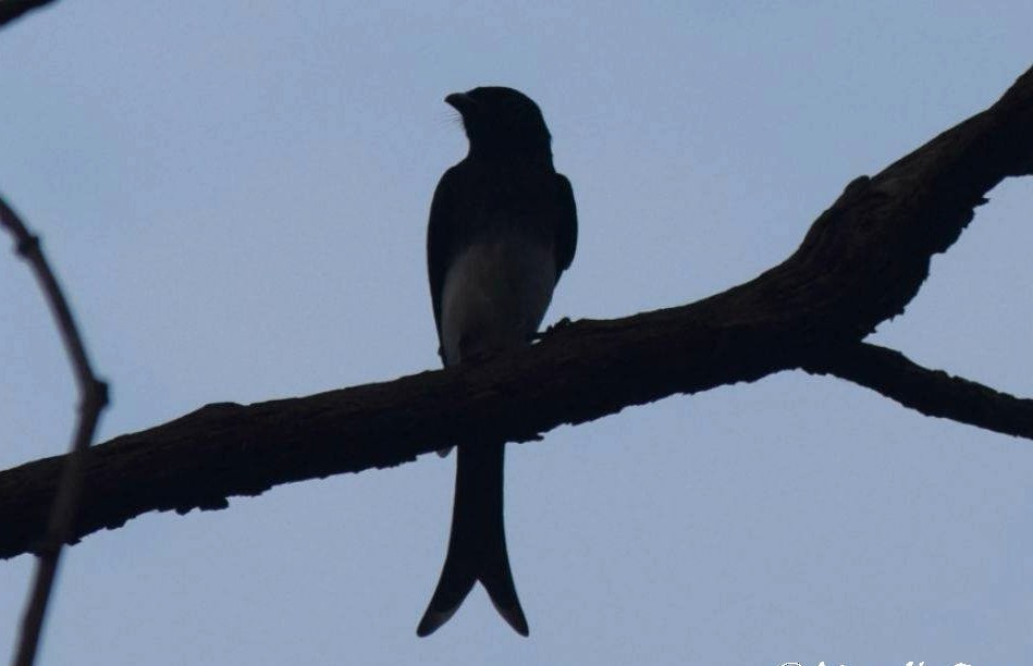 White-bellied Drongo - ML646692085