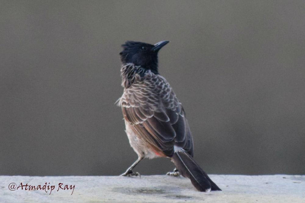 Bulbul ipurgorria - ML646692086