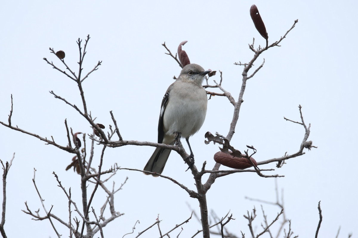 Northern Mockingbird - ML646692087