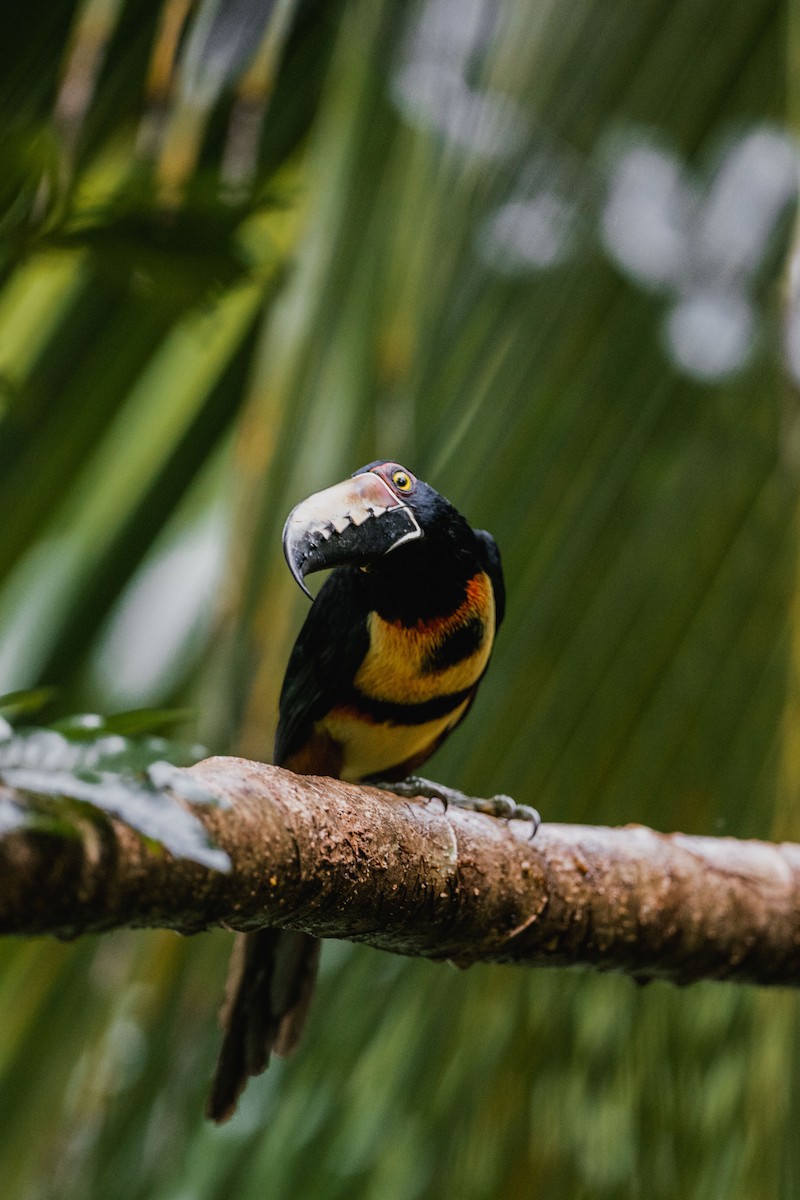 Collared Aracari - ML646692091