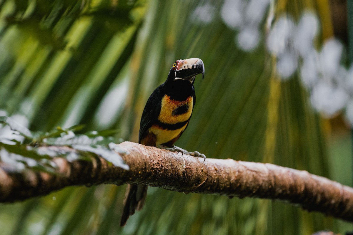 Collared Aracari - ML646692092