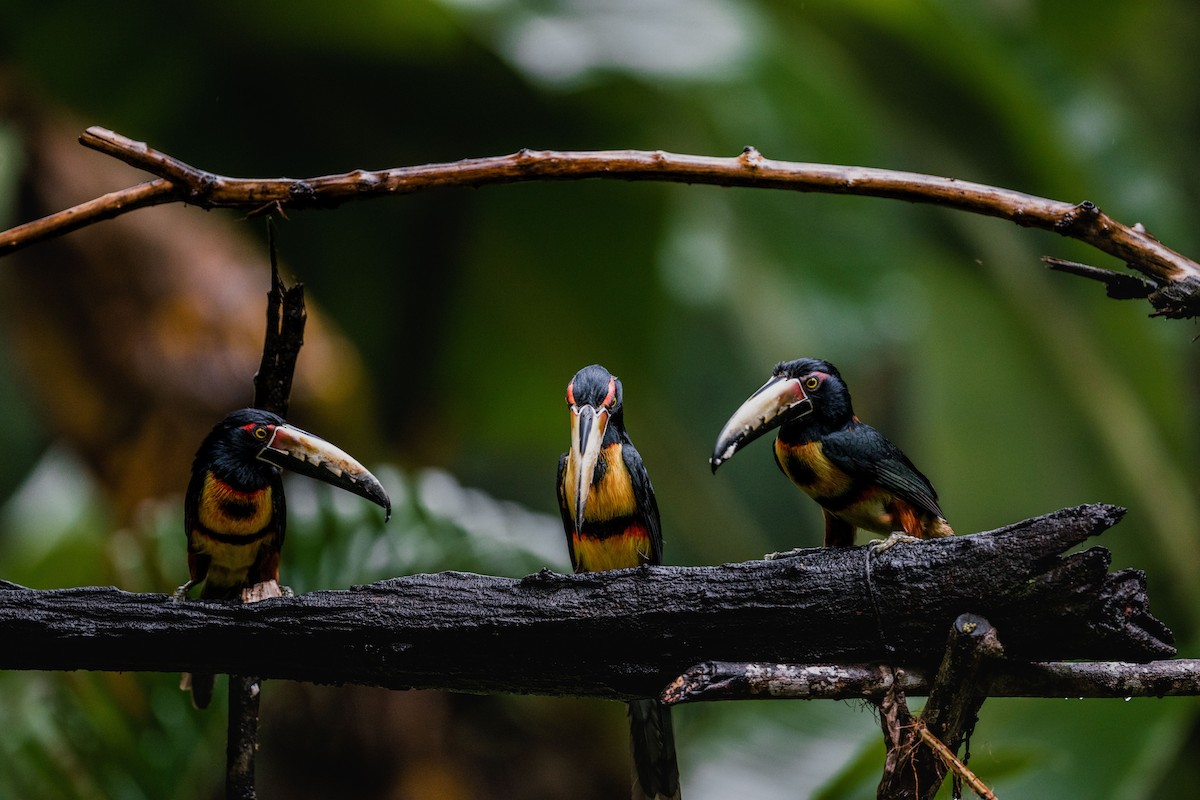 Collared Aracari - ML646692093