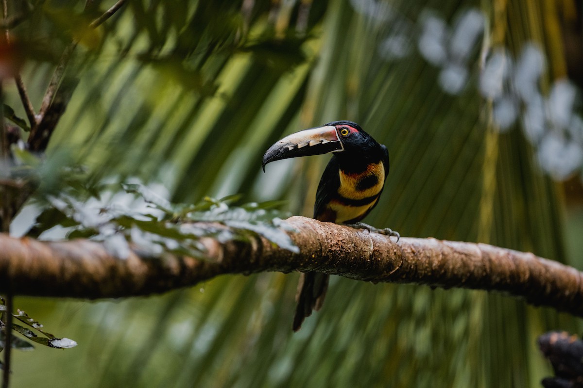 Collared Aracari - ML646692094