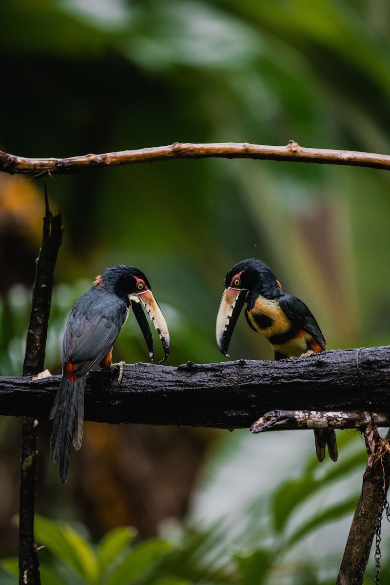Collared Aracari - ML646692095