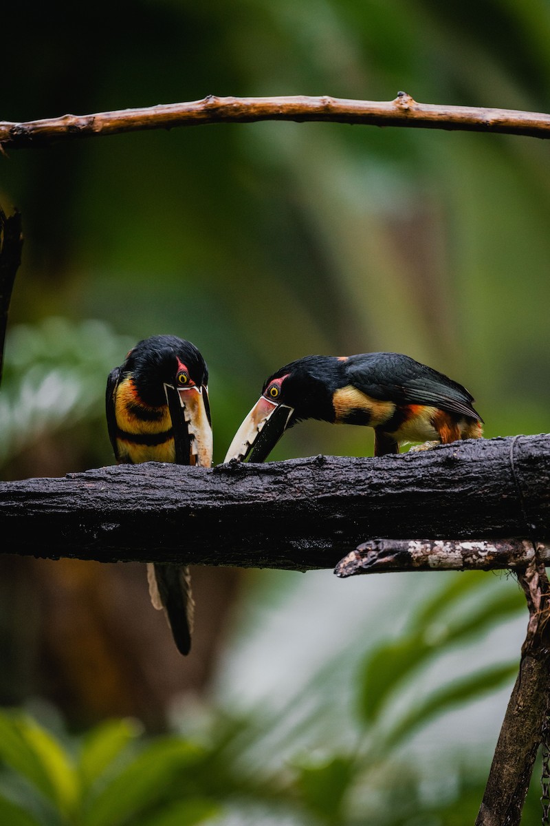Collared Aracari - ML646692096