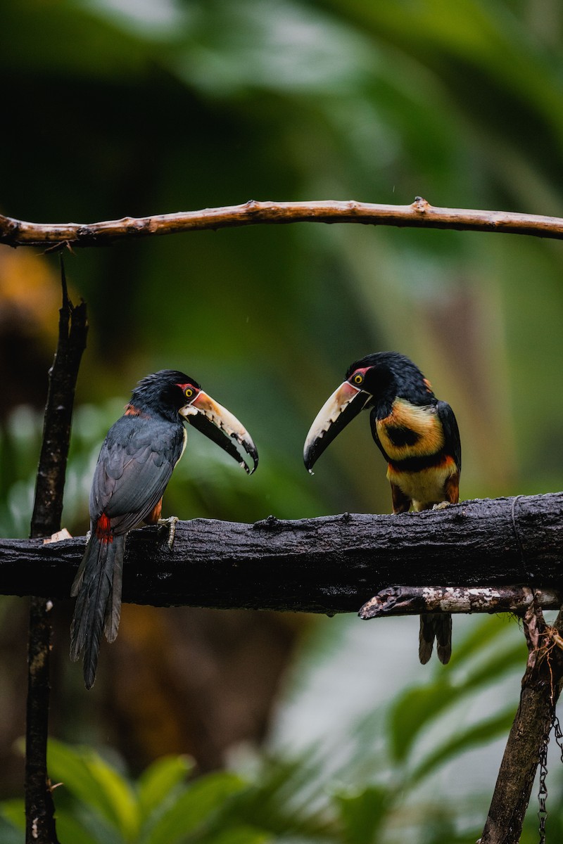 Collared Aracari - ML646692097