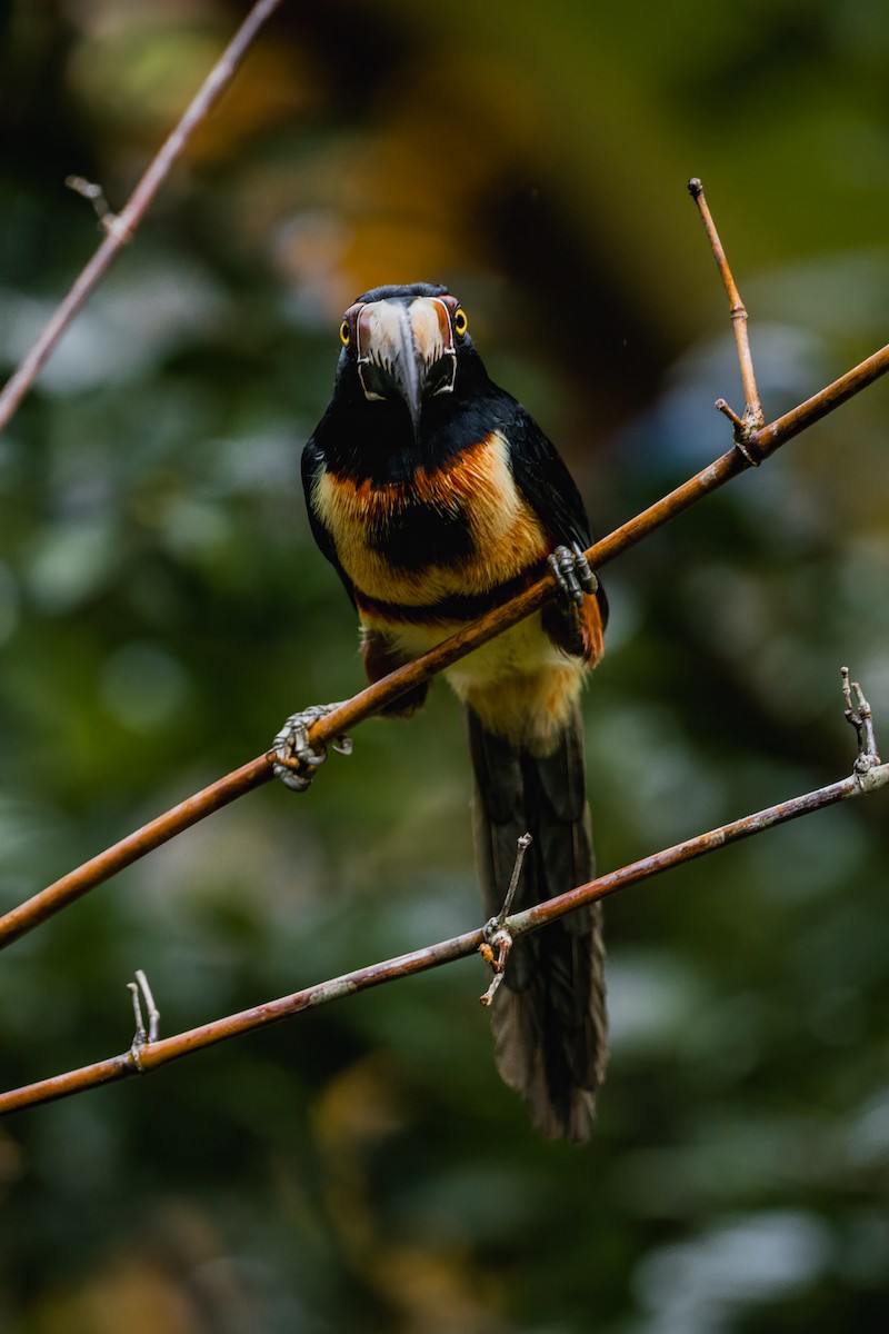 Collared Aracari - ML646692098