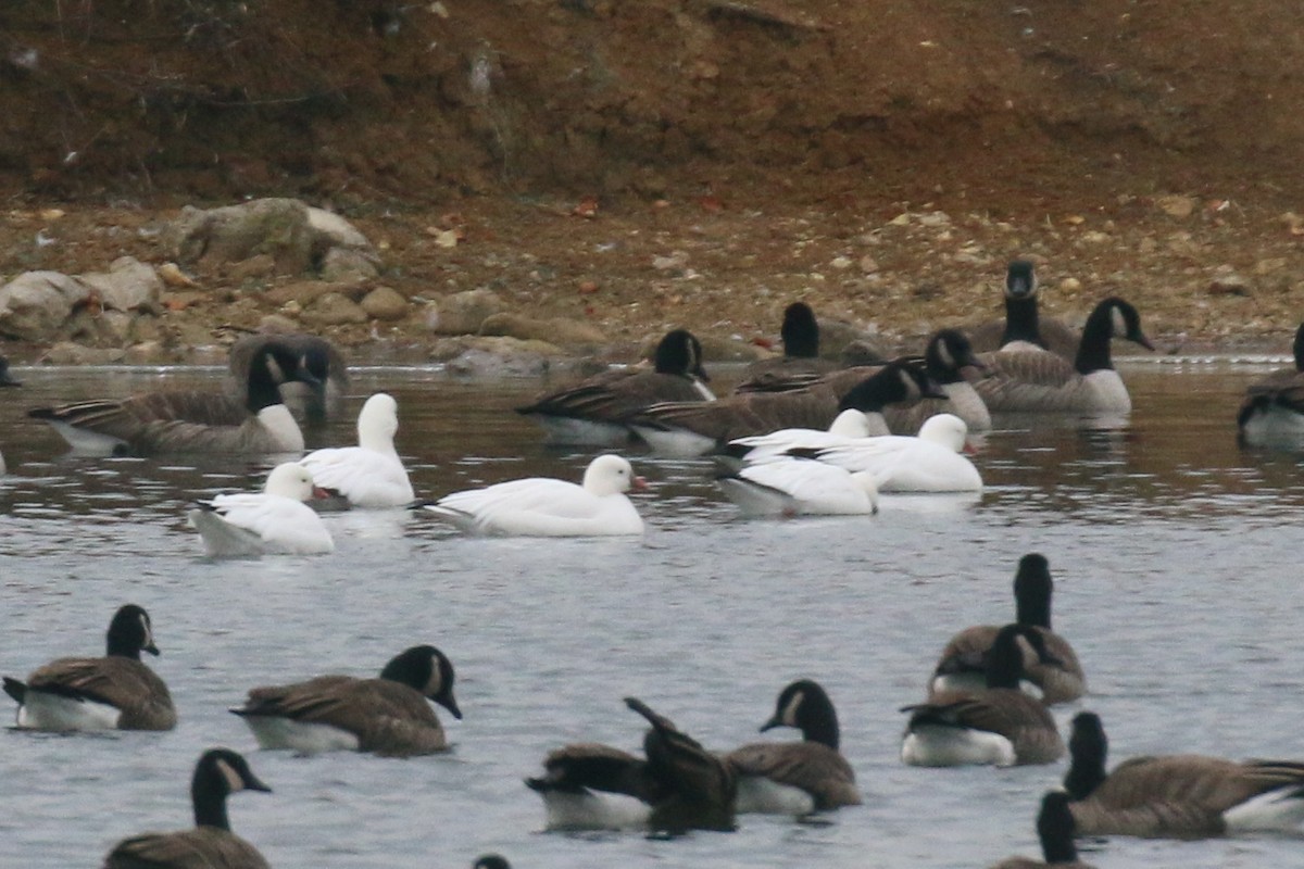 Гуска Роса - ML646692099