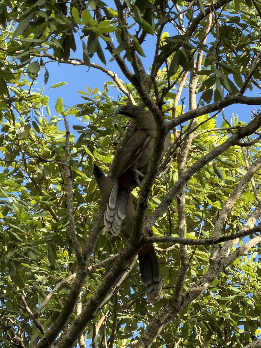 Plain Chachalaca - ML646692100