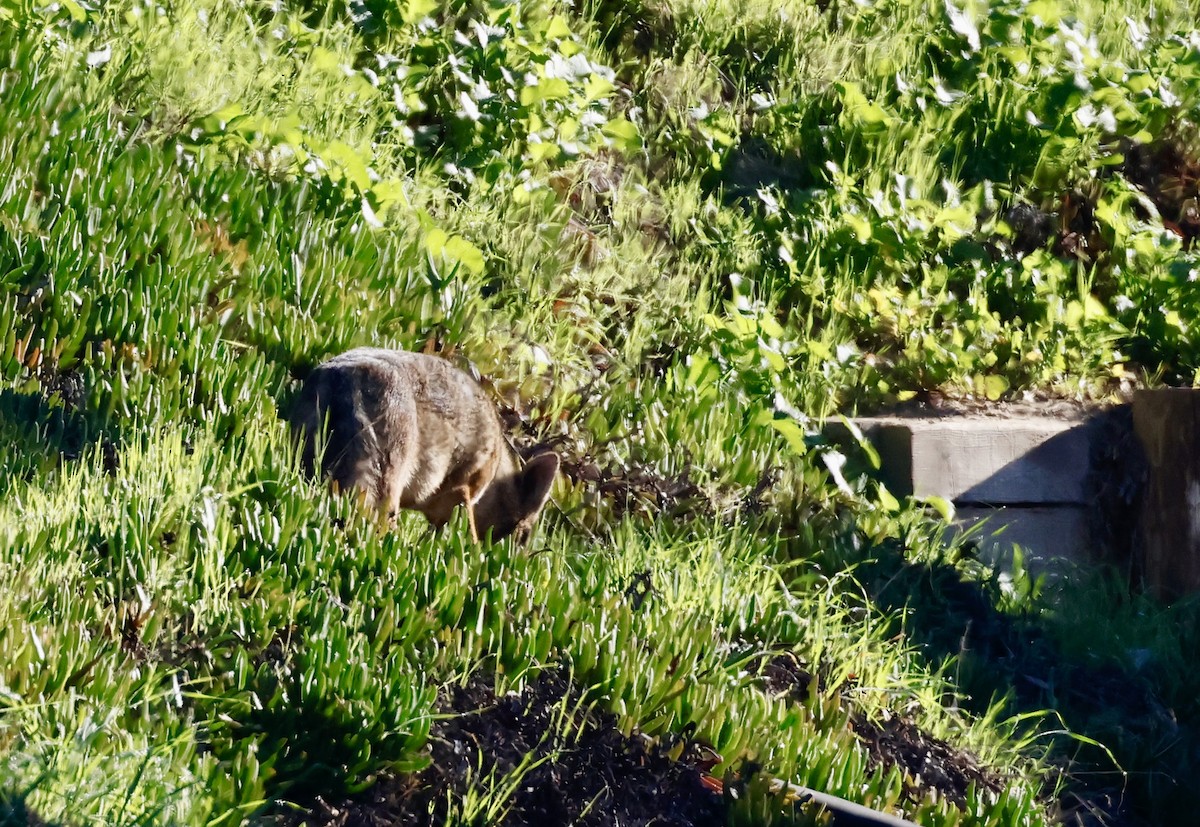 Coyote - ML646692101