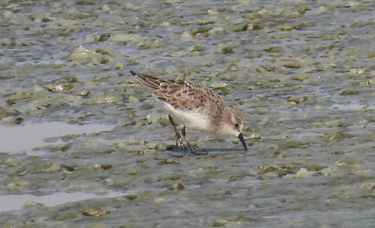Little Stint - ML646692102