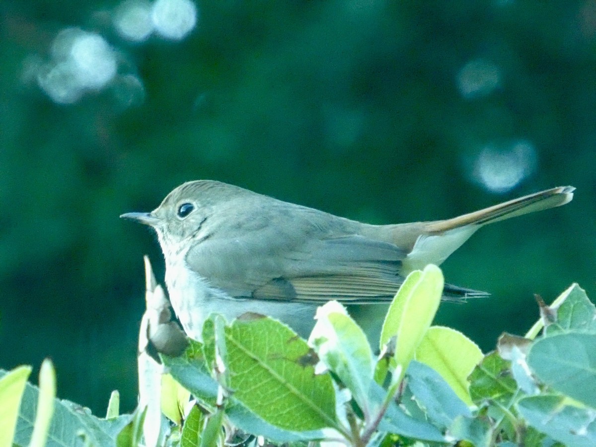 Hermit Thrush - ML646692103