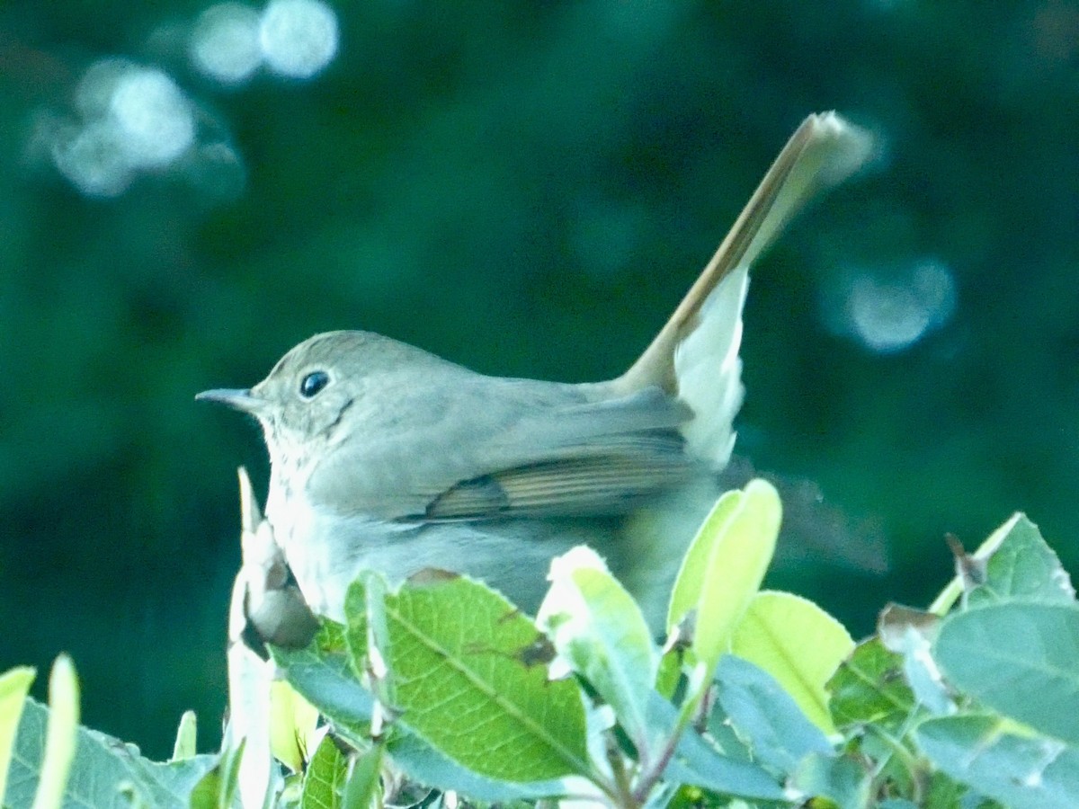 Hermit Thrush - ML646692104