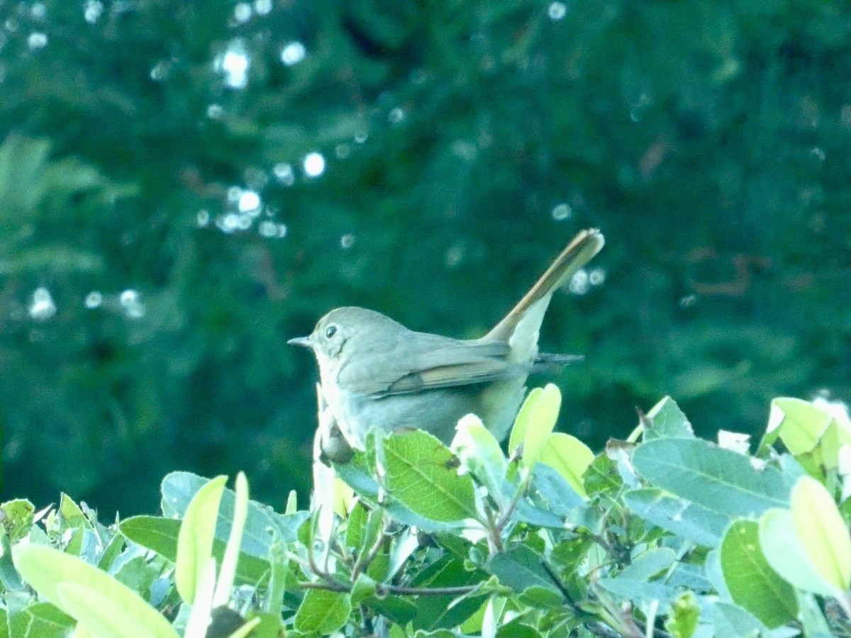 Hermit Thrush - ML646692106