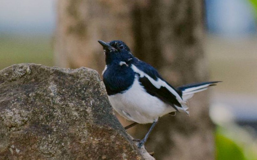 Oriental Magpie-Robin - ML646692107