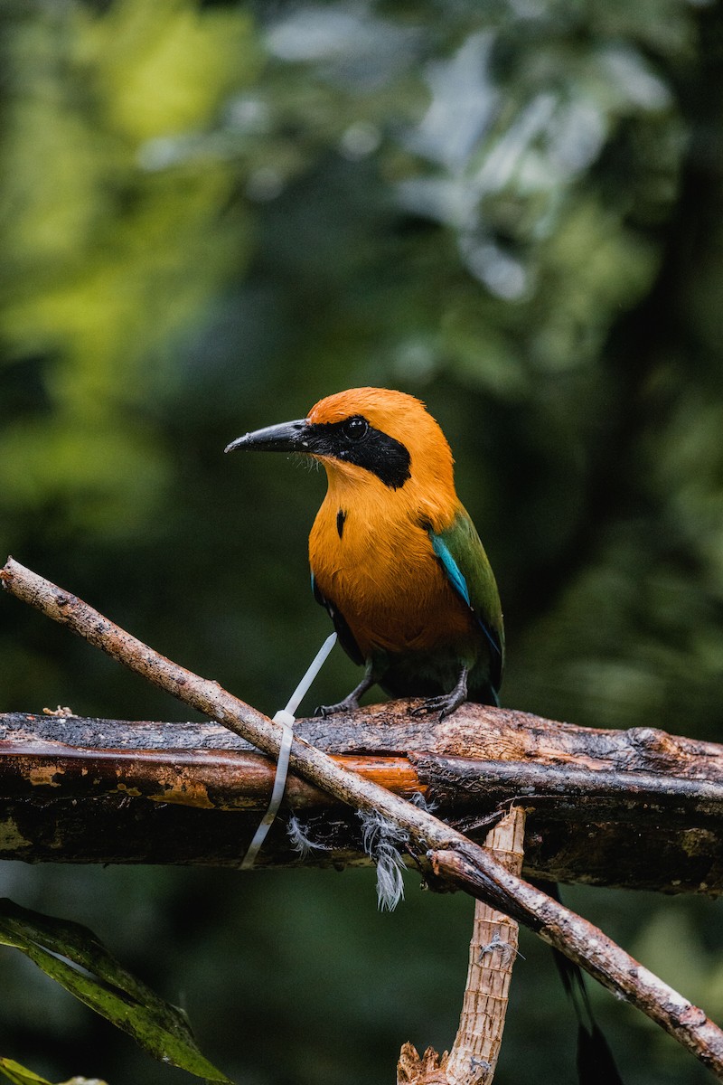 Rufous Motmot - ML646692108