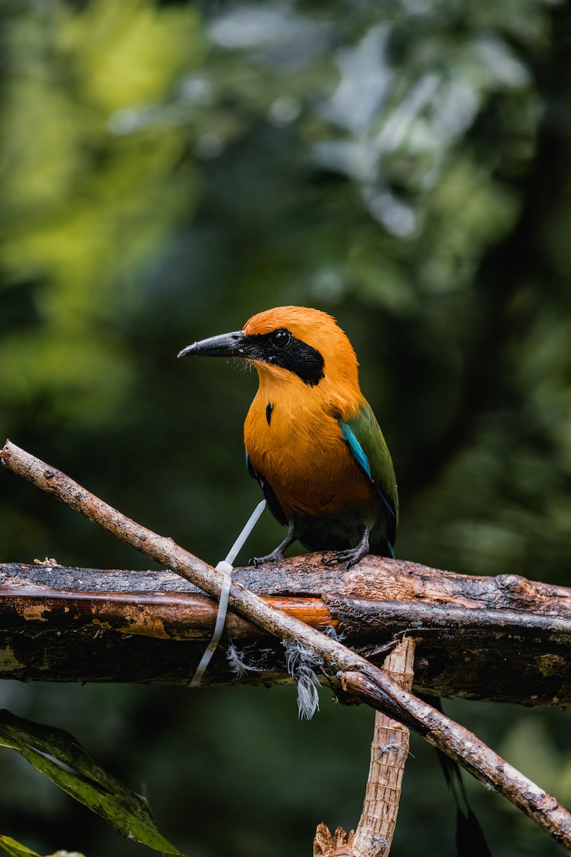 Rufous Motmot - ML646692109