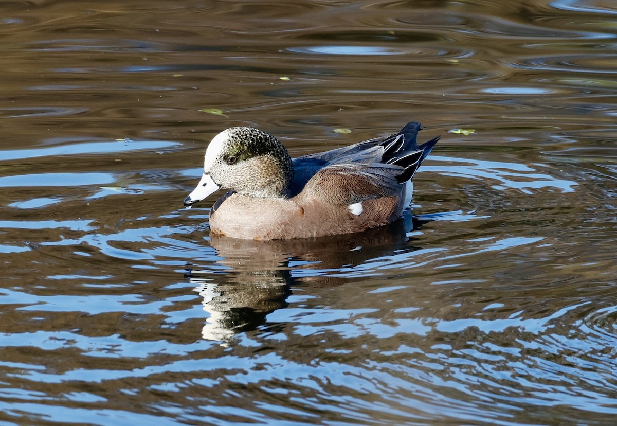 American Wigeon - ML646692111