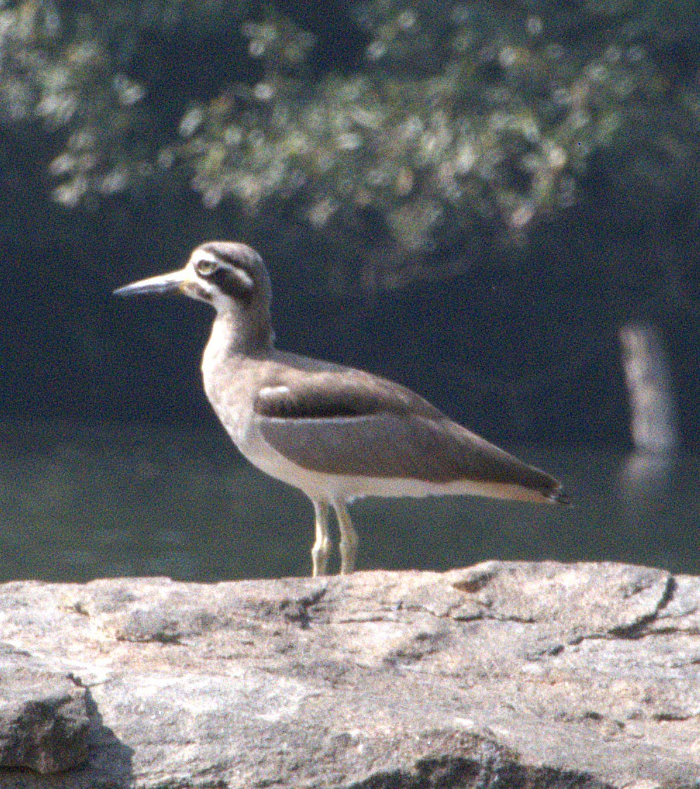Great Thick-knee - ML646692113