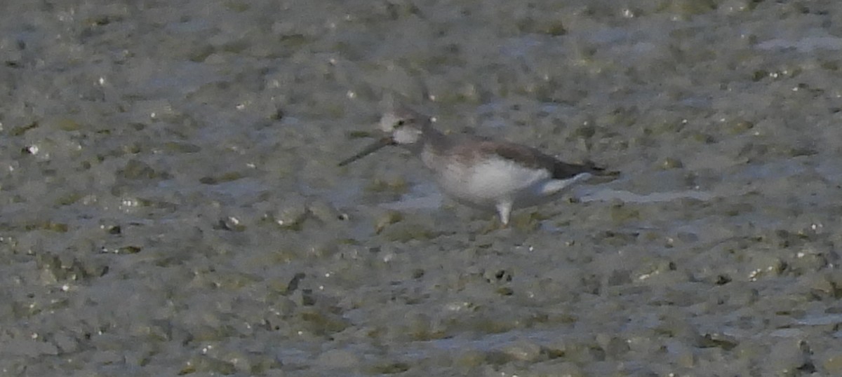 Terek Sandpiper - ML646692115