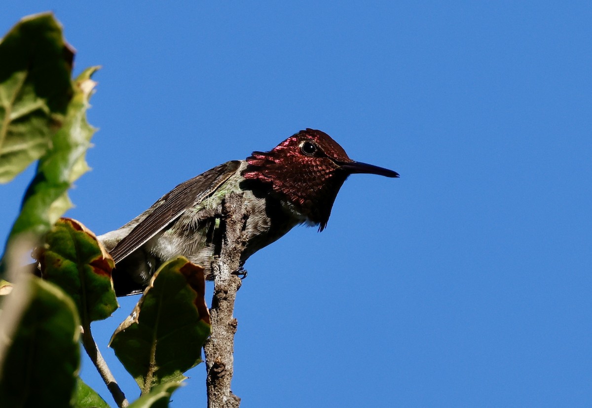 Anna's Hummingbird - ML646692116