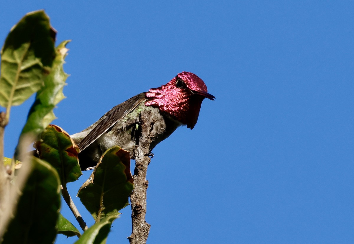 Anna's Hummingbird - ML646692117