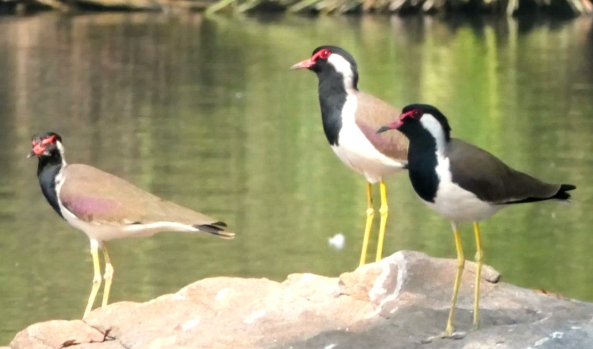 Red-wattled Lapwing - ML646692118