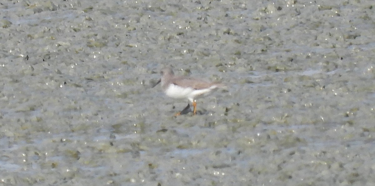 Terek Sandpiper - ML646692123