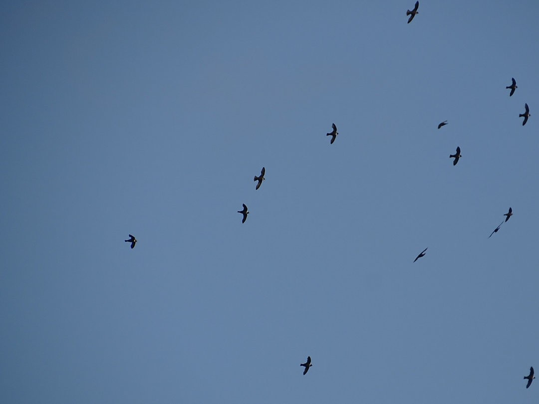 White-collared Swift - ML646692124